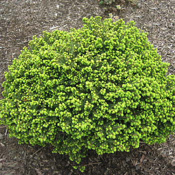 Ель обыкновенная Литл Джем