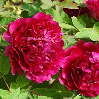 Пион древовидный Пурпурный феникс