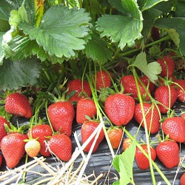 Земляника садовая Фелиция