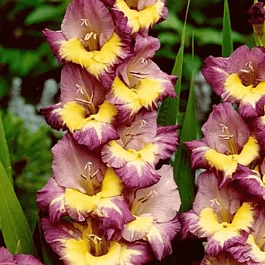 Гладиолус Dynamite