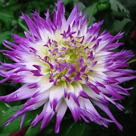 Георгина Veritable