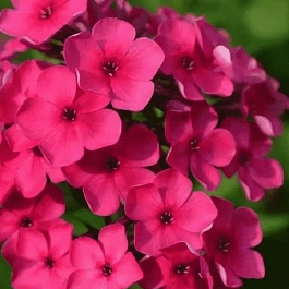 Флокс метельчатый Бон Бон