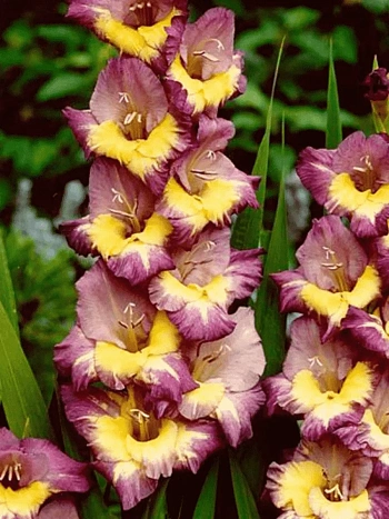 Гладиолус Dynamite