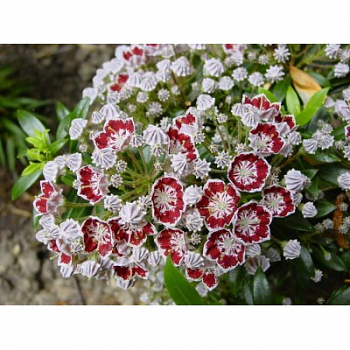 Кальмия широколистная Минуэт