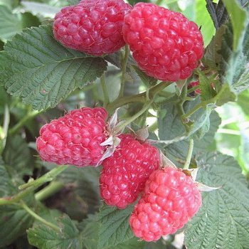 Малина традиционная Вольница