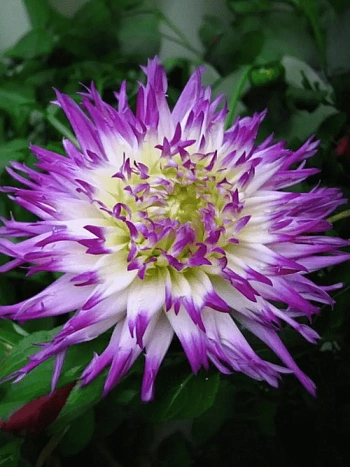 Георгина Veritable