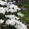 Крокус крупноцветковый Jeanne d'Arc