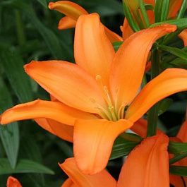 Лилия ЛА-гибрид Стейнлесс Стил