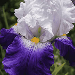 Ирис германский Salonique