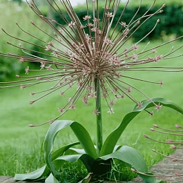 Лук декоративный Schubertii