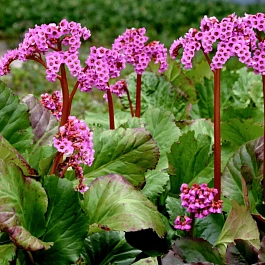 Бадан сердцелистный Rotblum