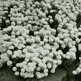 Иберис вечнозеленый Snow Flurries