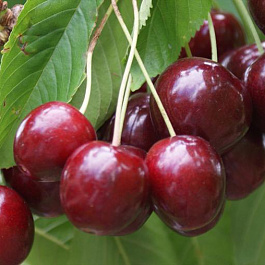 Вишня обыкновенная Сюрприз (Дюк)