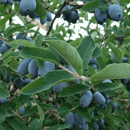 Жимолость Берель