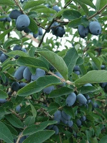 Жимолость Берель