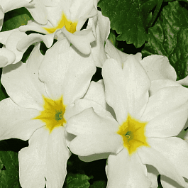 Примула Юлии Sneeuwwitje