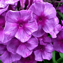 Флокс метельчатый Венец