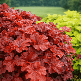 Гейхера Mahogany