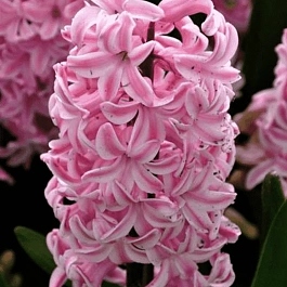 Гиацинт Fondant