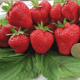 Земляника садовая Кимберли
