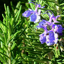 Розмарин лекарственный