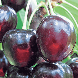 Черешня Речица