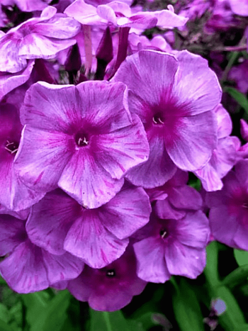 Флокс метельчатый Венец