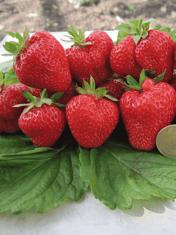 Земляника садовая Кимберли