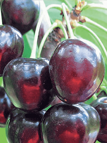 Черешня Речица