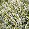 Вереск обыкновенный Long White
