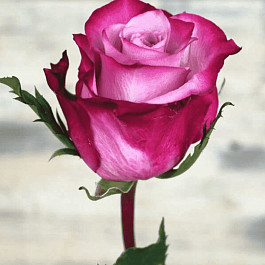 Роза чайно-гибридная Deep purple