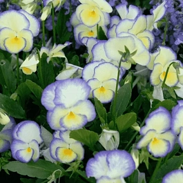 Виола рогатая Etain