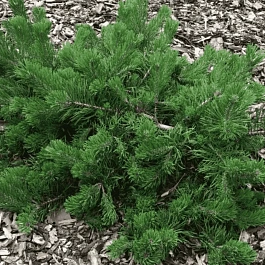 Сосна горная Krauskopf