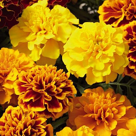 Бархатцы отклоненные Литл Хироу Микс