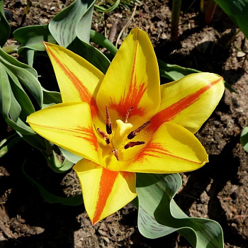 Тюльпан Виннипег