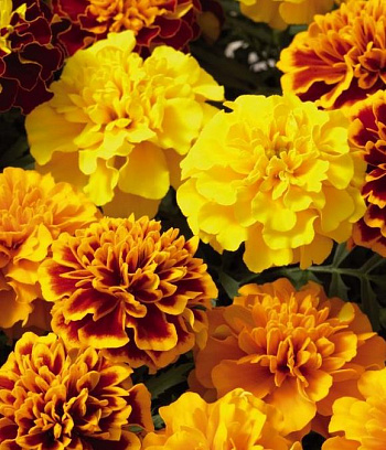 Бархатцы отклоненные Литл Хироу Микс