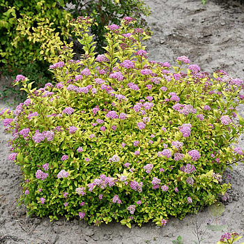 Спирея японская Сандроп