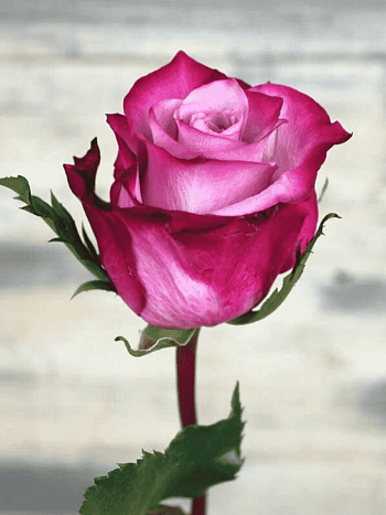 Роза чайно-гибридная Deep purple