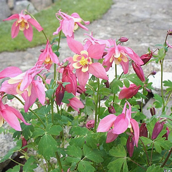 Аквилегия гибридная Спринг Мэджик Роуз энд Айвори