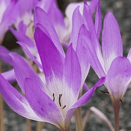 Колхикум великолепный