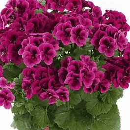 Пеларгония королевская Clarion Violet