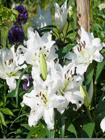 Лилия White Eyes