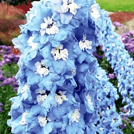 Дельфиниум  культурный Magic Fountains Sky Blue White