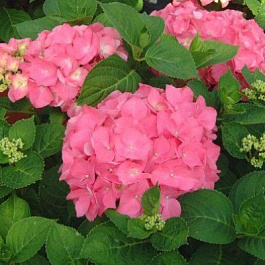 Гортензия крупнолистовая Ротетеллер