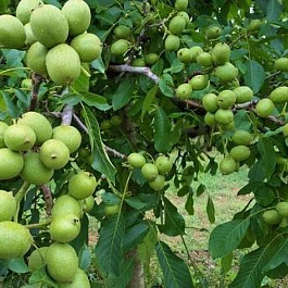 Орех грецкий Великан