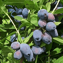 Жимолость плодовая Blue Treasure