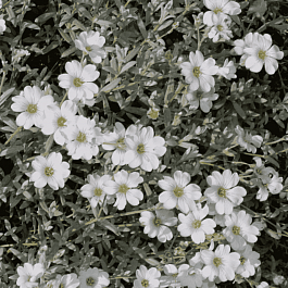 Ясколка войлочная Silberteppich