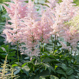 Астильба японская Европа Астильба японская Европа