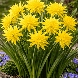 Нарцисс Rip Van Winkles