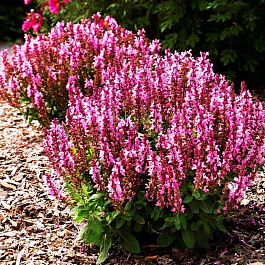 Сальвия дубравная Сенсейшн Роуз